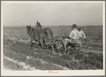 Loosening carrots from soil with plow before pulling in order to prevent breaking, near Santa Maria, Texas