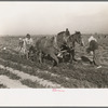 Loosening carrots from soil with plow before pulling in order to prevent breaking, near Santa Maria, Texas