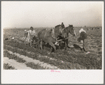 Loosening carrots from soil with plow before pulling in order to prevent breaking, near Santa Maria, Texas