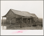 Barn of sharecropper near Pace, Mississippi. Background photo for Sunflower Plantation