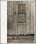 Side of sharecropper's cabin near Pace, Mississippi. Background photo for Sunflower Plantation