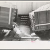 Unloading grapefruit into washing trough, grapefruit juice canning company, Weslaco, Texas
