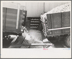 Unloading grapefruit into washing trough, grapefruit juice canning company, Weslaco, Texas