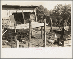 Hog house and chicken coop of Hidalgo County, Texas, farm
