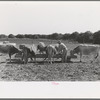 Farmer feeding cattle silage from trench silo, Hidalgo County, Texas. Livestock and dairy farming is on the upgrade in this section. Citrus fruits, citrus pulps, carrots and cabbages are accepted cattle feed in this section
