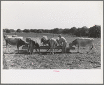 Farmer feeding cattle silage from trench silo, Hidalgo County, Texas. Livestock and dairy farming is on the upgrade in this section. Citrus fruits, citrus pulps, carrots and cabbages are accepted cattle feed in this section