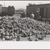 Pile of cabbages with Mexican graders in background, Alamo, Texas