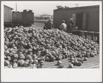 Pile of cabbages with Mexican graders in background, Alamo, Texas