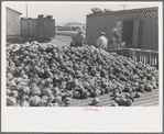 Pile of cabbages with Mexican graders in background, Alamo, Texas