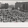 Pile of cabbages with Mexican graders in background, Alamo, Texas