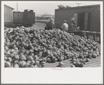 Pile of cabbages with Mexican graders in background, Alamo, Texas