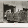 Unloading carrots at packing plant, Pharr, Texas