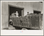 Unloading carrots at packing plant, Pharr, Texas