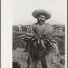 Mexican carrot worker, Edinburg, Texas