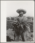 Mexican carrot worker, Edinburg, Texas