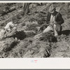 Tying carrots, near Edinburg, Texas