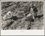 Tying carrots, near Edinburg, Texas