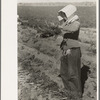 Mexican girl bunching carrots near Edinburg, Texas