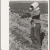 Mexican girl bunching carrots near Edinburg, Texas