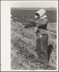 Mexican girl bunching carrots near Edinburg, Texas