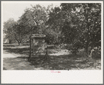 Entrance to trailer park amid the orange groves, McAllen, Texas