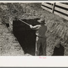 Loading boxes with silage from trench silo near Weslaco, Texas