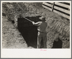 Loading boxes with silage from trench silo near Weslaco, Texas