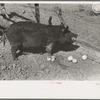 Hog eating grapefruit. Price of grapefruit is so low that it is being fed to hogs and cattle. Weslaco, Texas