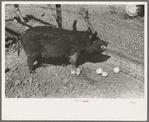 Hog eating grapefruit. Price of grapefruit is so low that it is being fed to hogs and cattle. Weslaco, Texas