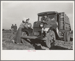 Waiting for work to begin in carrot fields near Santa Maria, Texas