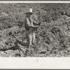 Mexican boy bunching carrots near Edinburg, Texas