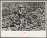 Mexican boy bunching carrots near Edinburg, Texas