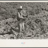 Mexican boy bunching carrots near Edinburg, Texas