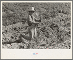 Mexican boy bunching carrots near Edinburg, Texas