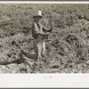 Mexican boy bunching carrots near Edinburg, Texas