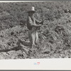 Mexican boy bunching carrots near Edinburg, Texas