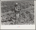 Mexican boy bunching carrots near Edinburg, Texas