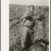 Mexican carrot worker, Edinburg, Texas