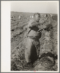 Mexican carrot worker, Edinburg, Texas