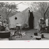 Tent home of white migrant from Arizona, near Harlingen, Texas