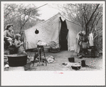 Tent home of white migrant from Arizona, near Harlingen, Texas