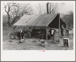 Setting up tent home. Migrant workers near Harlingen, Texas