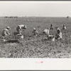 Cutting spinach, La Pryor, Texas