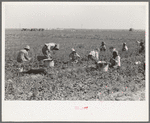 Cutting spinach, La Pryor, Texas