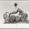 Catching a basket of spinach thrown from ground to truck, La Pryor, Texas