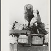 Tying a rope around spinach baskets to keep them from falling off truck, La Pryor, Texas