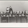 Packing and loading spinach, La Pryor, Texas