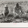 Mexican mother and son cutting spinach, La Pryor, Texas