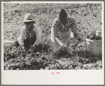 Mexican mother and son cutting spinach, La Pryor, Texas