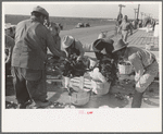 Icing spinach before packing in refrigerator cars, La Pryor, Texas